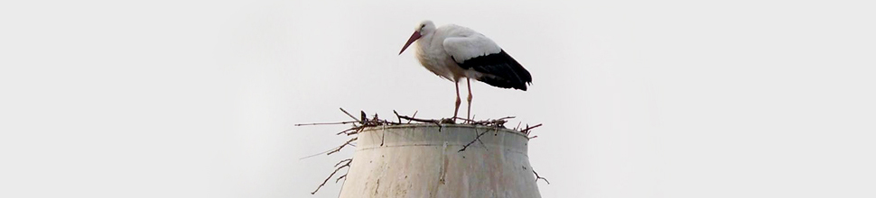 Storch