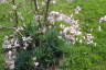 Frhjahrsimpressionen 2009