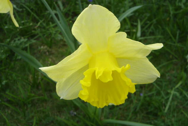Frhjahrsimpressionen 2009