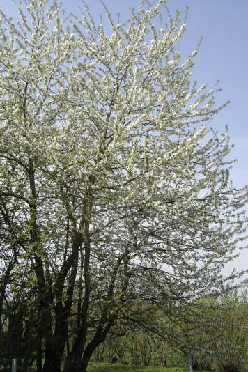 Frhjahrsimpressionen 2009