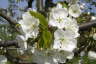 Frhjahrsimpressionen 2009