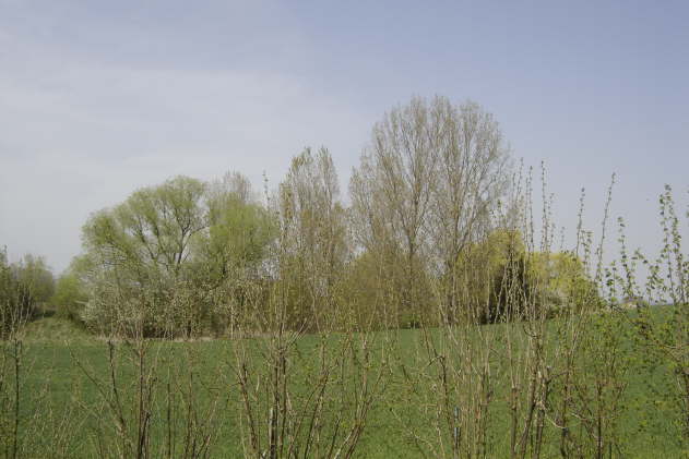 Frhjahrsimpressionen 2009