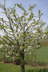 Frhjahrsimpressionen 2009
