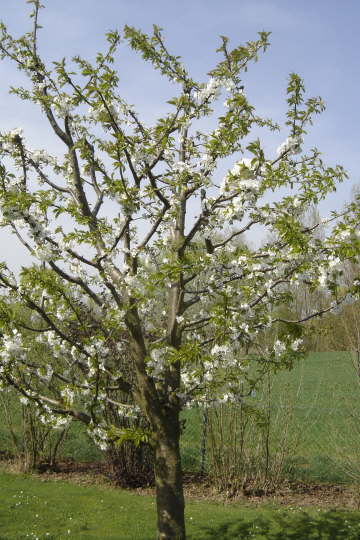 Frhjahrsimpressionen 2009